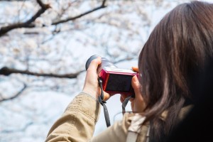 嵐山のおすすめ花見スポット!観光名所を巡る散策の旅!
