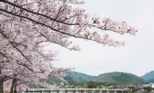KAL88_arashiyamanosakura20120415_TP_V