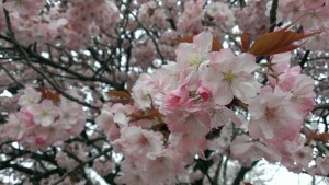 cherry-377474__340