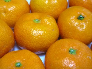 味覚狩りin和歌山！みかん狩りスポットおすすめ13選！