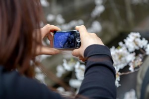 京都の枝垂桜の名所!清水寺~円山公園を巡る旅!