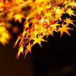 京都清水寺の紅葉の見ごろは?ライトアップのおすすめは?