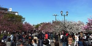 造幣局の桜の通り抜け！見ごろは？駐車場のおすすめはどこ？