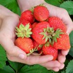 関西の味覚狩りin5月!果物狩りスポットおすすめ16選!