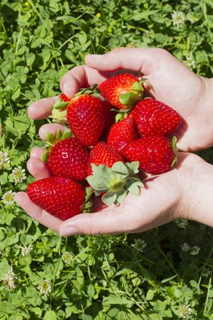 味覚狩りin奈良！いちご狩りスポットおすすめ5選！