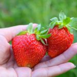 味覚狩りin京都!いちご狩りスポットおすすめ9選!