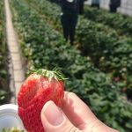 味覚狩りin滋賀!いちご狩りスポットおすすめ15選!