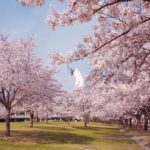 万博記念公園桜まつり!見頃は?駐車場のおすすめはどこ?